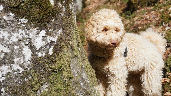 Find Australian Cobberdog puppies for sale
