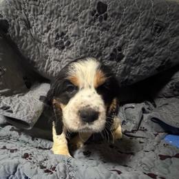 Ladybug - Black white and tan female English Springer Spaniel puppy in Coeur D'alene, Idaho from Springer Hollow