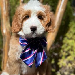 Gray-noodle - Red male Bernedoodle puppy in Yuciapa, California from AlltheDoodlez_