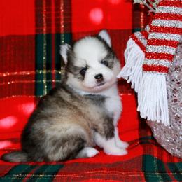 Jewel - Gray and white female Pomsky puppy in Paulden, Arizona from Rose Peek Pomskies