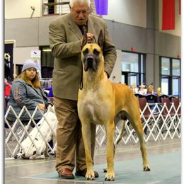 Great Danes from DiolaDanes