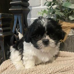 Girl 2 - Black and white female Shih Tzu puppy in Lexington, North Carolina from SCS Shih Tzus