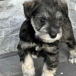 Miniature Schnauzer puppies from Ieva's Miniature Schnauzers