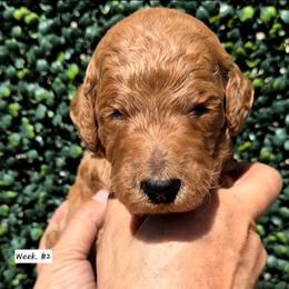 Ligth Blue - Red  male Poodle puppy in El Paso, Texas from Paws Of Beauty