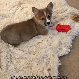 Pembroke Welsh Corgi Puppies from Cross Country Corgis