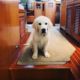 Golden Retriever Puppies from Stage Gulch Goldens