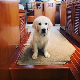 Golden Retriever Puppies from Stage Gulch Goldens