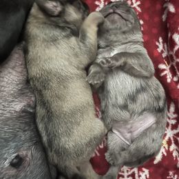Pug Puppies from Love Pugs