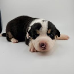 Cantore - Black and white male Cardigan Welsh Corgi puppy in Bland, Missouri from Shadey Lane Corgis