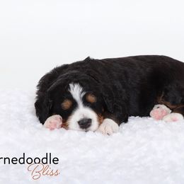 Bernedoodle Puppies from Bernedoodle Bliss