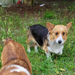 Gypsy Girl - Pembroke Welsh Corgi
