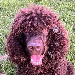 Patsy - Irish Water Spaniel