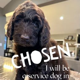 Baloo - male Newfypoo puppy in Jackson, Missouri from Two Sisters Ranch, LLC