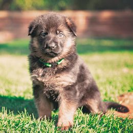 German Shepherds from Tier 1 German Shepherds
