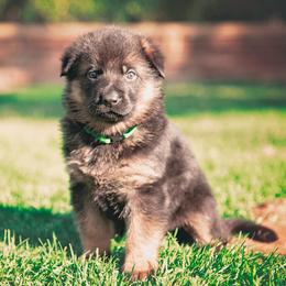 German Shepherds from Tier 1 German Shepherds
