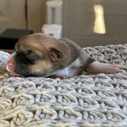 Ein - Red male Pembroke Welsh Corgi puppy in Springfield, Missouri from Hansen Corgis