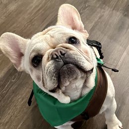 Henry - French Bulldog