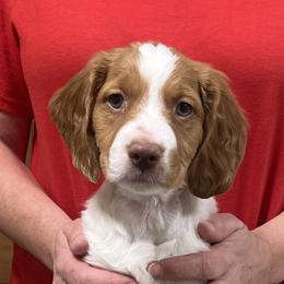 Boy 6 - Orange and white Brittany puppy in Snohomish, Washington from Campbell's Brittanys