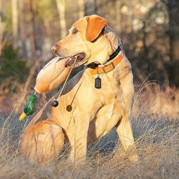 Echo - Labrador Retriever