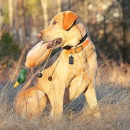 Echo - Labrador Retriever