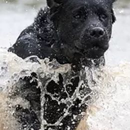 Labrador Retrievers from Boyne Labradors