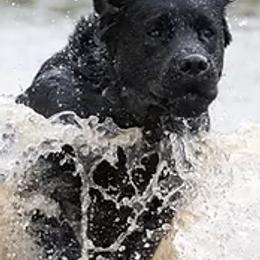 Labrador Retrievers from Boyne Labradors