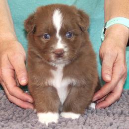 Freedom - Red & white female Australian Shepherd puppy in Marshall, Indiana from Larkwood Australian Shepherds