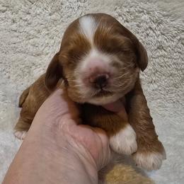 Bailey - Red male Cocker Spaniel puppy in Florence, South Carolina from Reddick's American Cocker Spaniels