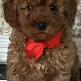 Liam - Red  male Goldendoodle puppy in Mint Hill, North Carolina from DoodleForever