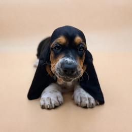 Milk Bordeaux- See's Candy Litter - Black tan and white female Basset Hound puppy in Konawa, Oklahoma from Circle H Basset Hounds