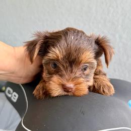 Candy boy - Chocolate, tan and white male Yorkshire Terrier puppy in Cape Coral, Florida from Katherine’s Yorkies and Poodles