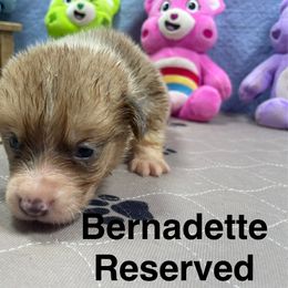 Bernadette - Sable female Pembroke Welsh Corgi puppy in Apison, Tennessee from Ashmore Corgis