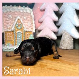 Sarabi - Black and tan female Cavapoo puppy in Clinton, Oklahoma from Enchanted Spaniels