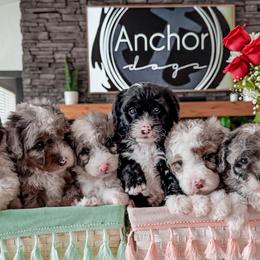 Bernedoodles, Cavapoos, Goldendoodles, Poodles, and Yorkipoos from Anchor Dogs