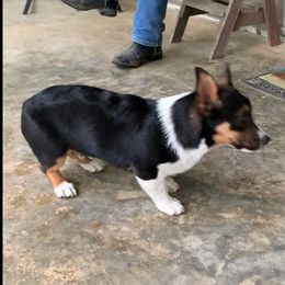 Pembroke Welsh Corgi All Grown Up from Robbie Segraves
