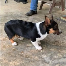 Pembroke Welsh Corgi All Grown Up from Robbie Segraves