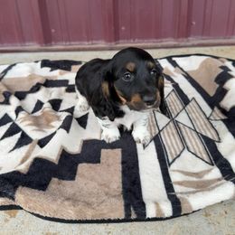 Boy 1 - Piebald male Dachshund puppy in Aurora, Missouri from Baker Farms