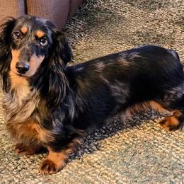Mystery - Dachshund