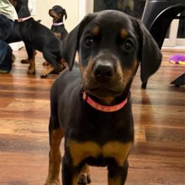 Dark pink collar Girl - Black and rust female Doberman Pinscher puppy in Madison, Indiana from Jensen Dobermans and Dachshunds