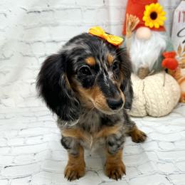 Hailey - Dapple female Dachshund puppy in Smithville, Oklahoma from Bristy’s Pampered Pups