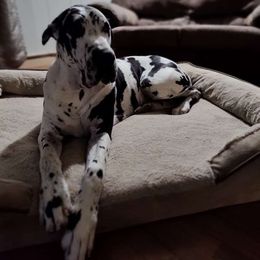 Hank - Harlequin male Great Dane puppy in Missouri from Daniels Danes