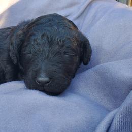 Girl 2 - Blue female Poodle puppy in Patterson, California from Paterson Poodles