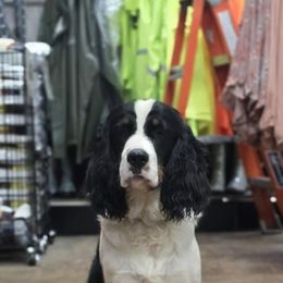 Boykin Spaniel and English Springer Spaniel Puppies from 31 Pines Springers & Retrievers