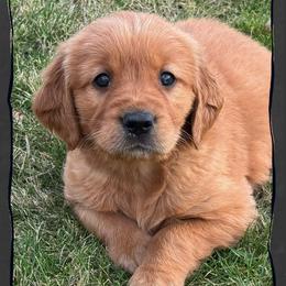 Scramble (orange collar) - Dark golden male Golden Retriever puppy in Walla Walla, Washington from The Sayler Farm