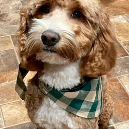 Booth - Australian Labradoodle
