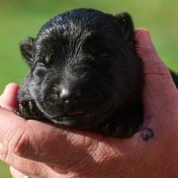 Girl 3 - Black female German Shepherd puppy in Clarkrange, Tennessee from Vom Wolff