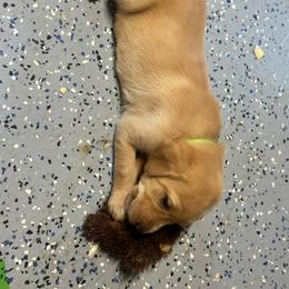 Lime Green - Yellow female Labrador Retriever puppy in Wayne, Oklahoma from Deniece & Travis Hawkins