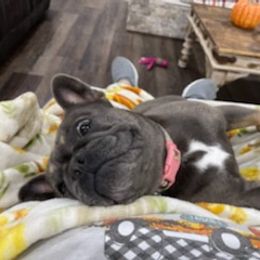 French Bulldog Puppies from Lovey’s Frenchies’s
