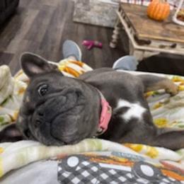 French Bulldog Puppies from Lovey’s Frenchies’s