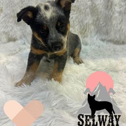 Tan girl - Blue female Australian Cattle Dog puppy in Kamiah, Idaho from Selway Australian Cattle Dogs